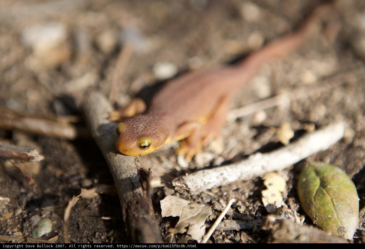 Tiny Orange Lizard Among Leaves