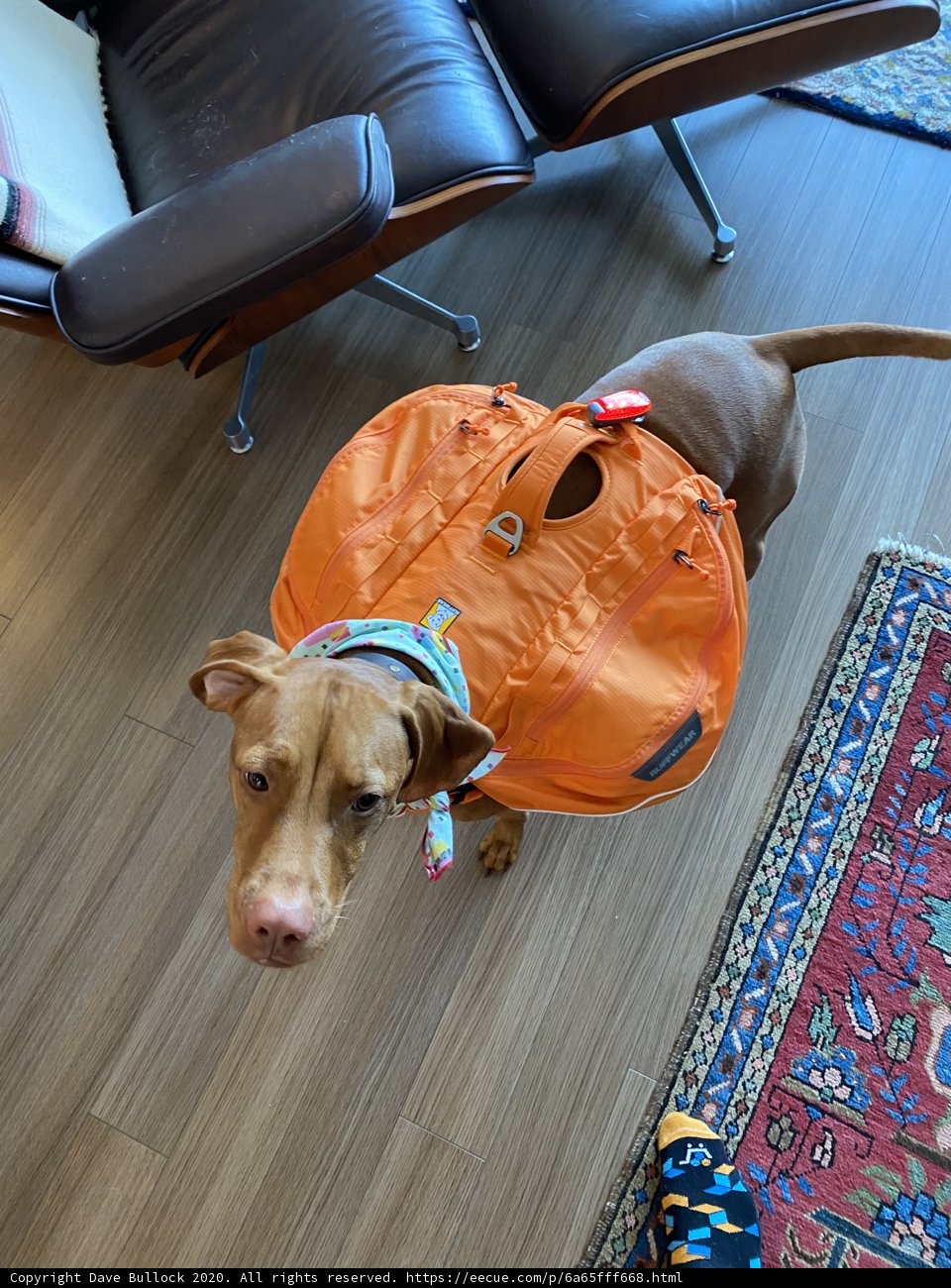 Stylish Pup Backpack