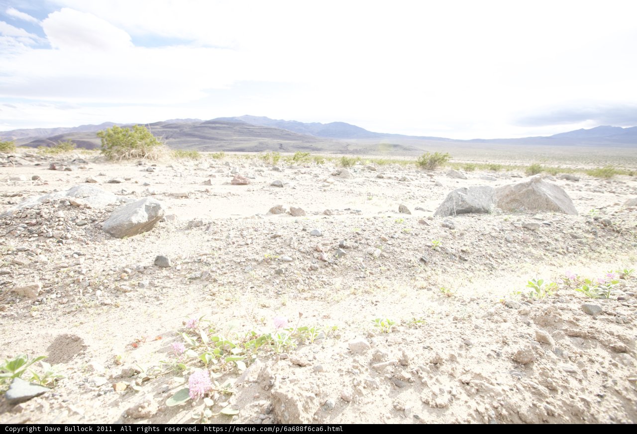Lone Wanderer in the Wild