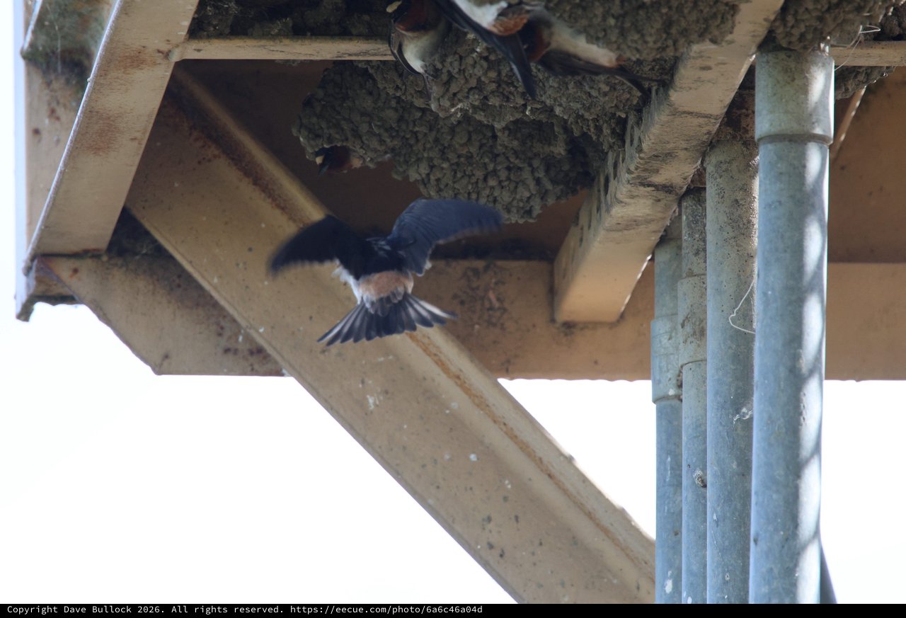 Cliff Swallow in Flight Approaching Mud Nest