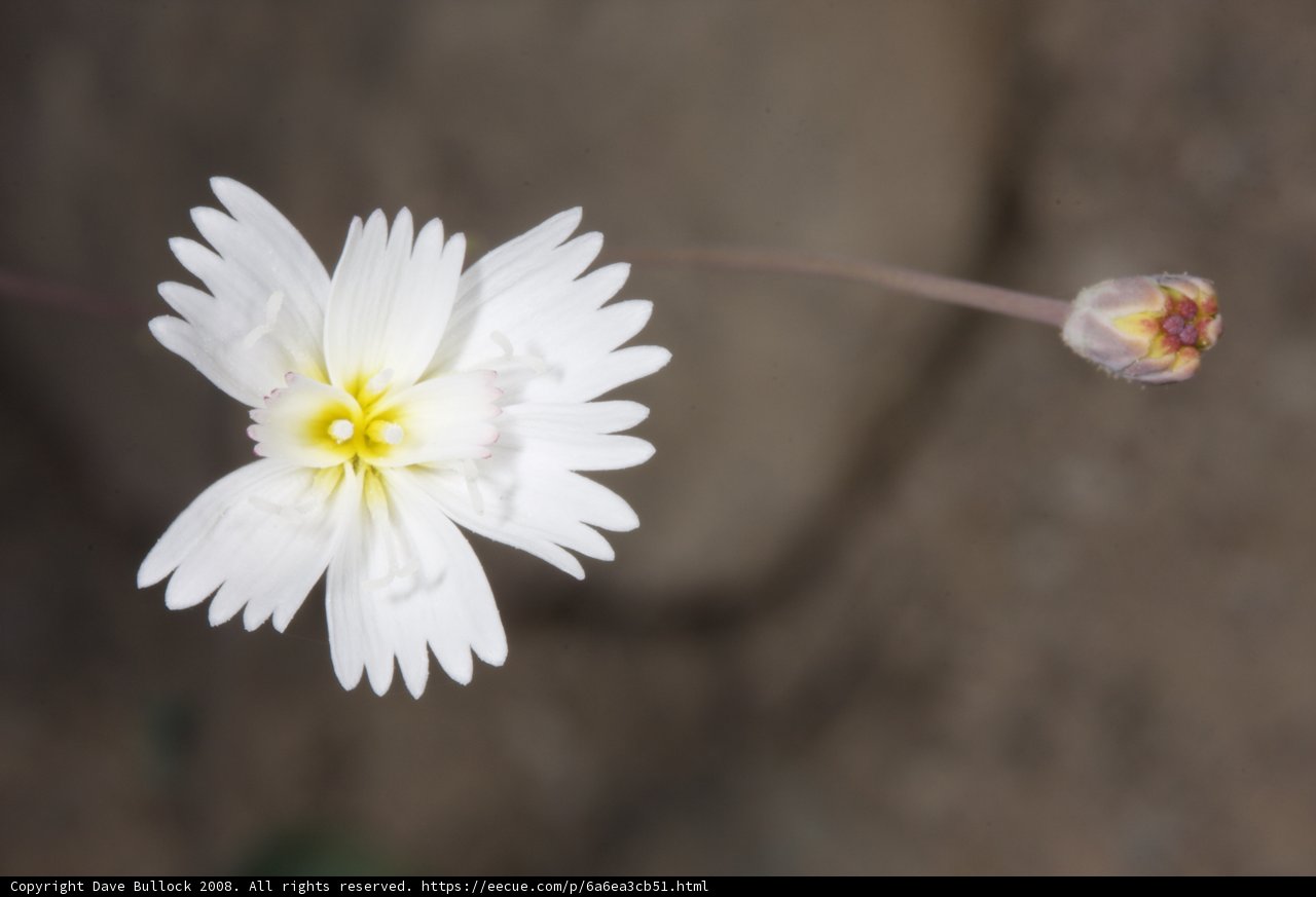 Solitary Beauty