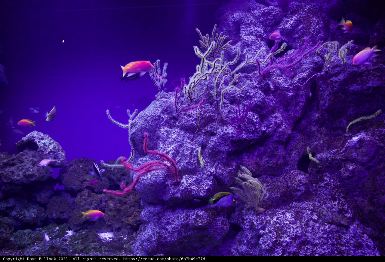 Enchanting Underwater Symphony