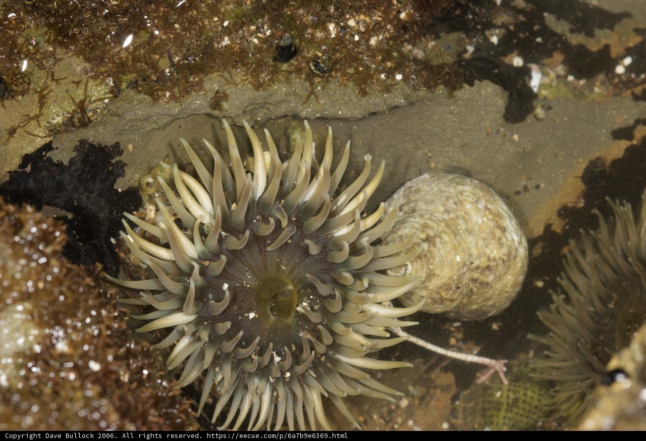 Anemone and Sea Urchin Amongst the Rocks