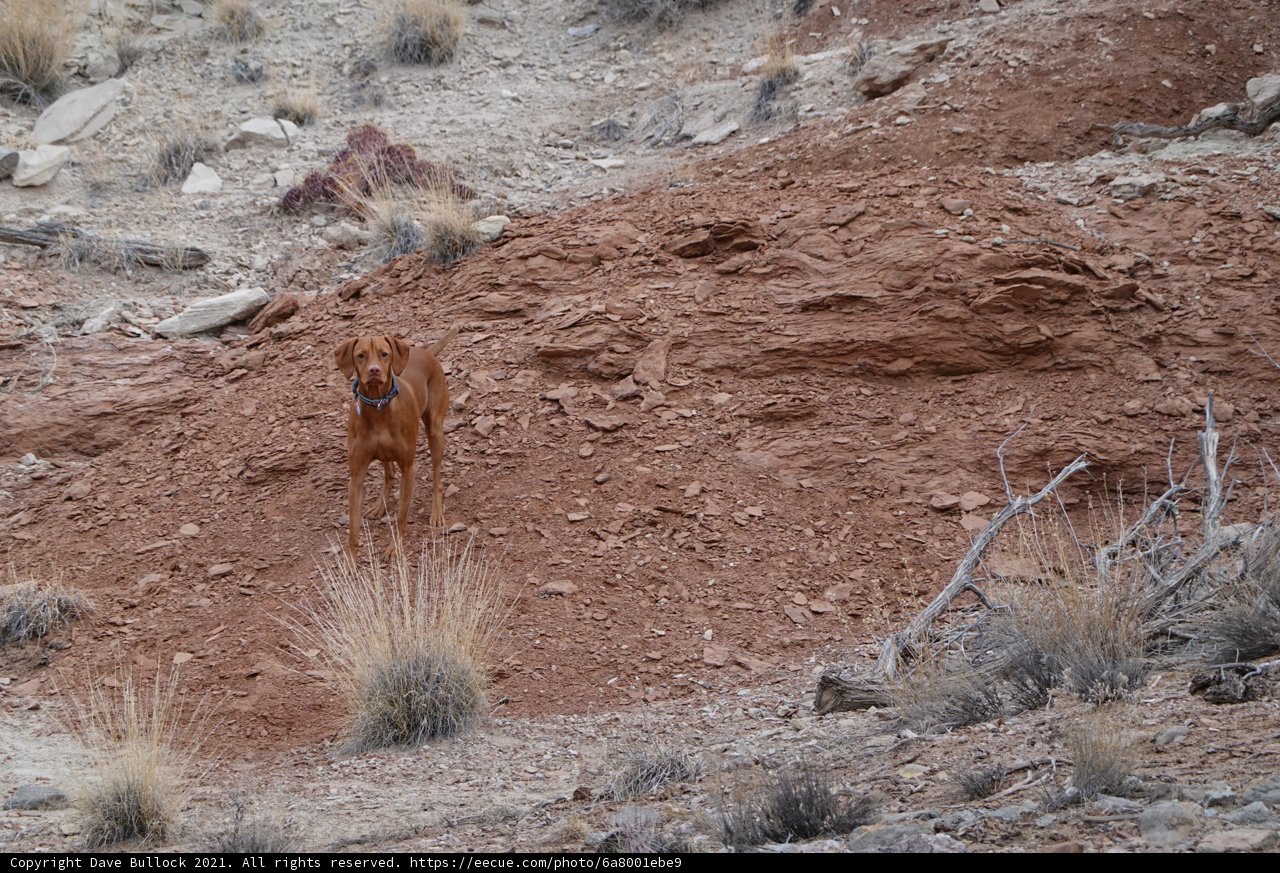 Lone Dog on a Hill