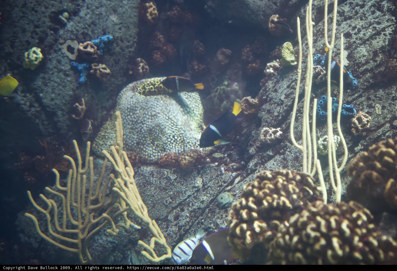 A Colorful Underwater World
