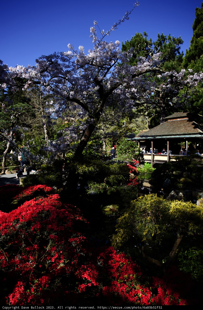 Enchanting Cherry Blossoms at the Japanese Tea Garden