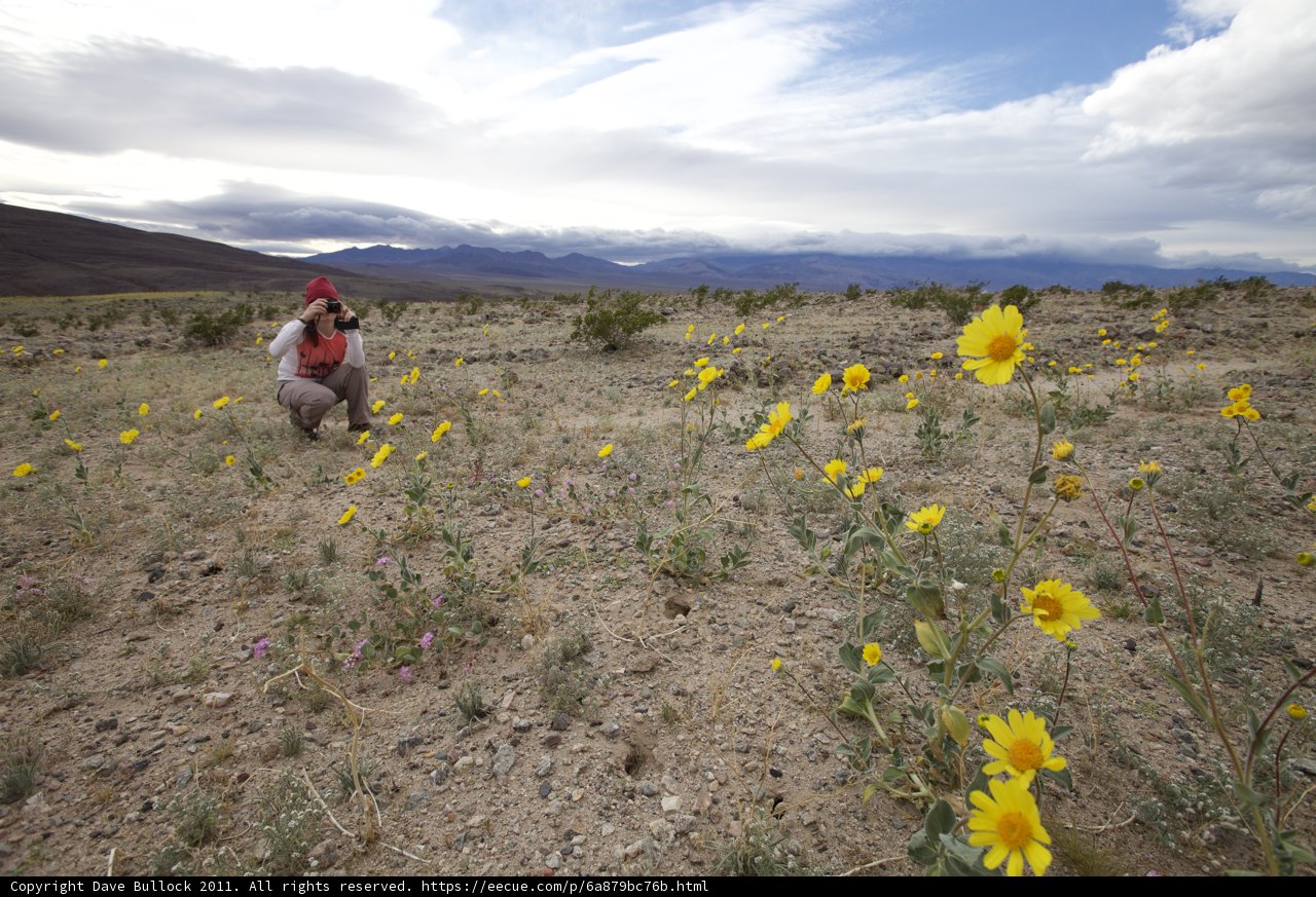 Fields of Sunshine