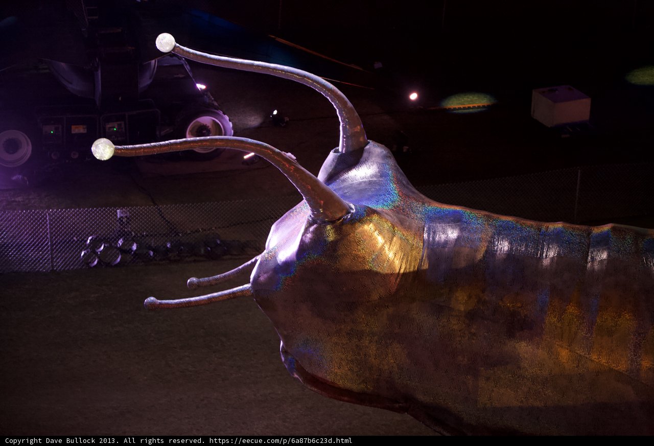 Close-Up of a Giant Insect's Antennae