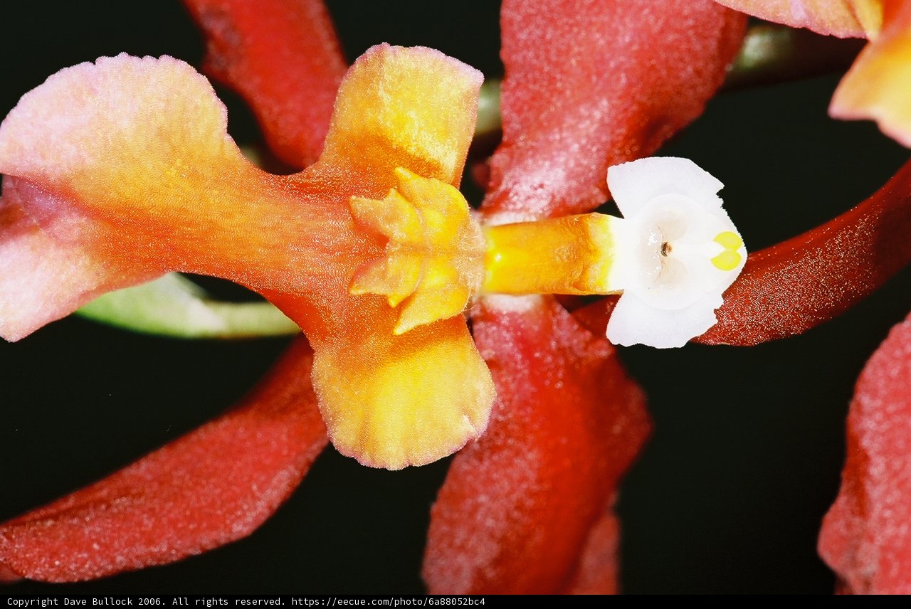 White Centered Flower