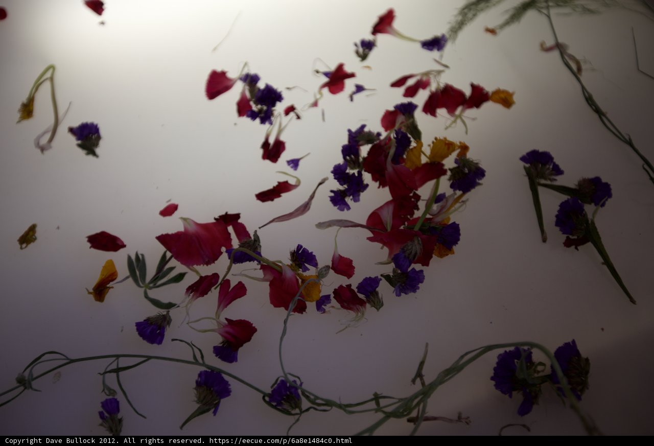 Floral Paradise