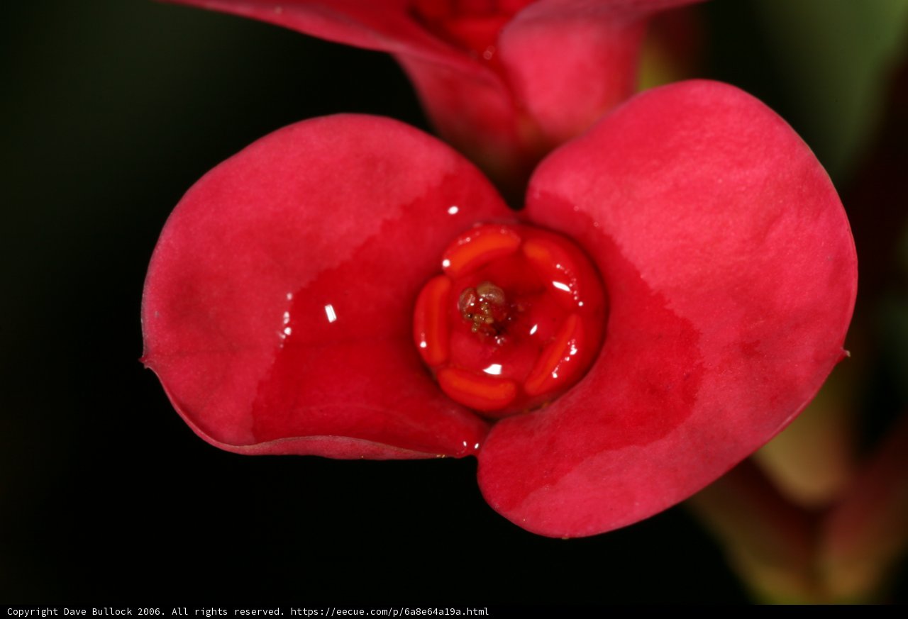 Crimson Beauty