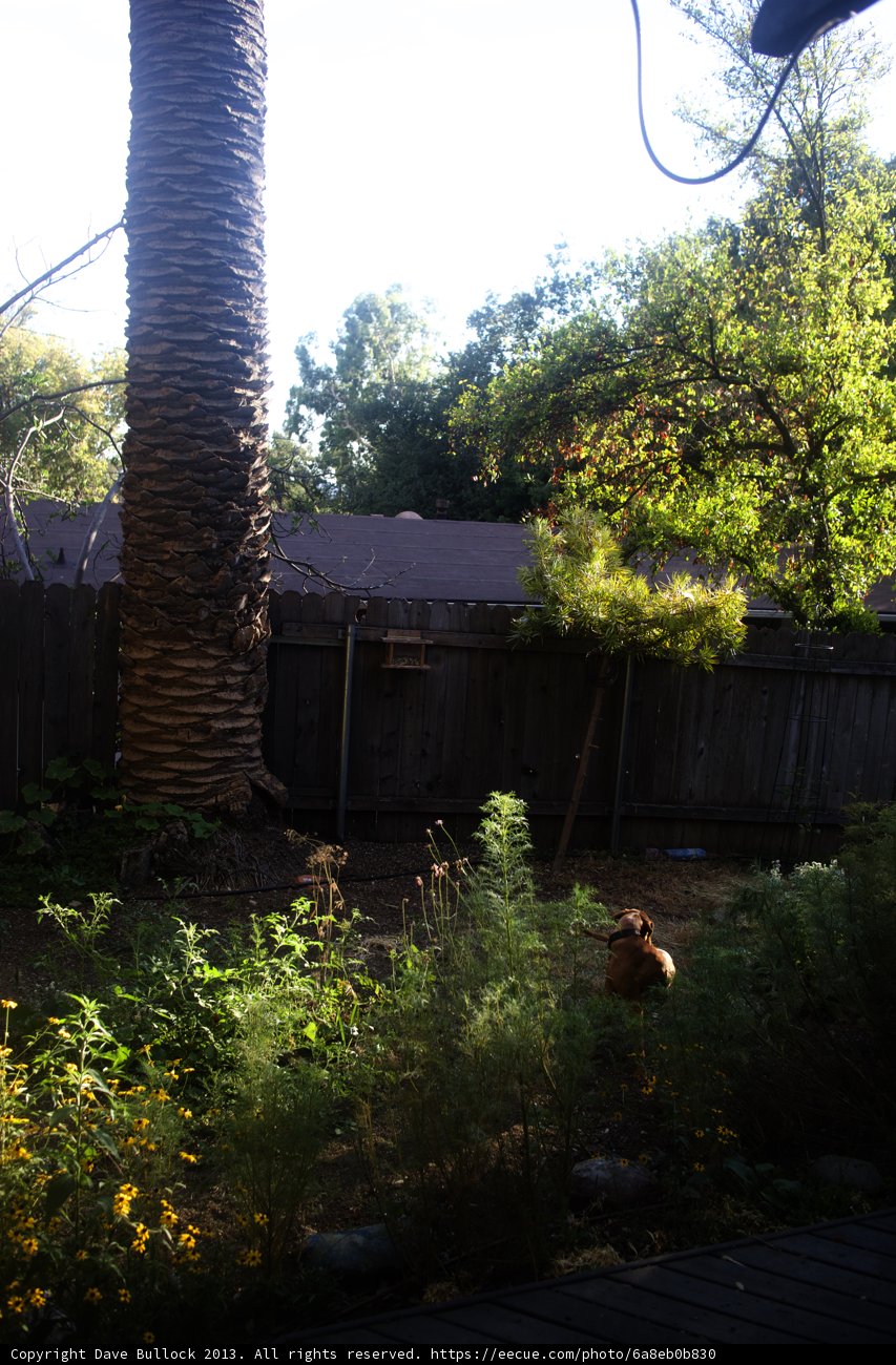 Majestic tree in a rustic backyard
