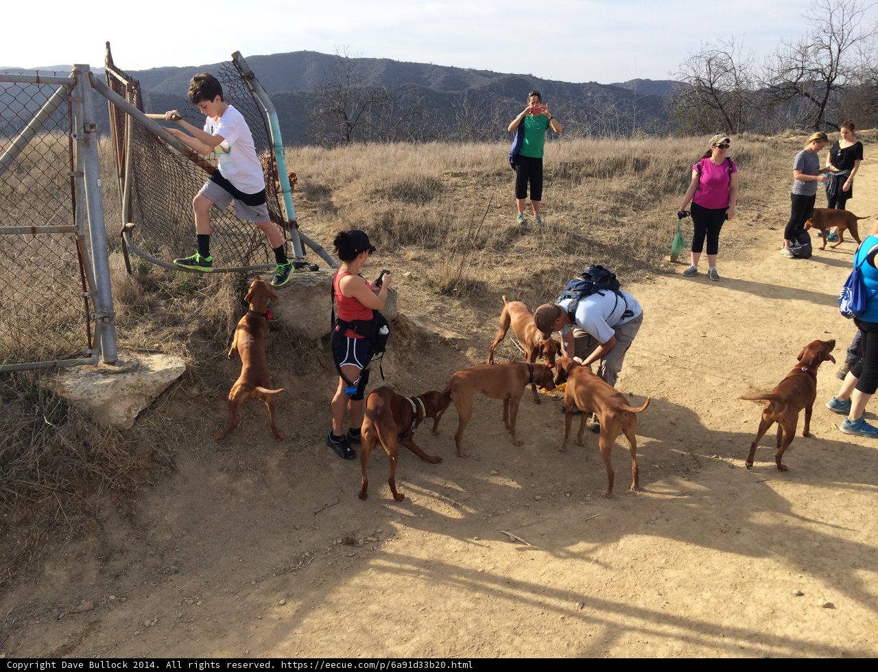 Group Hike with Loyal Companions