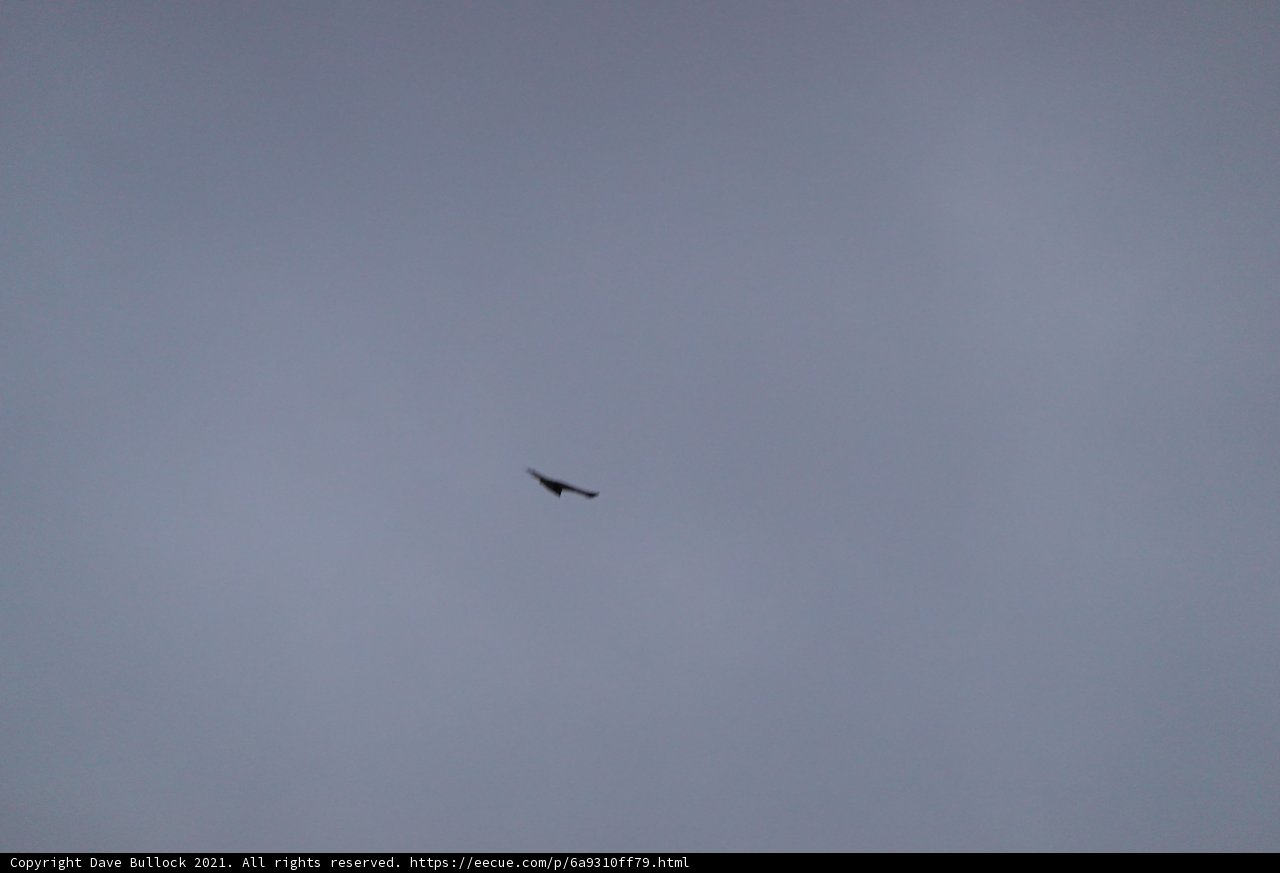 Majestic Flight