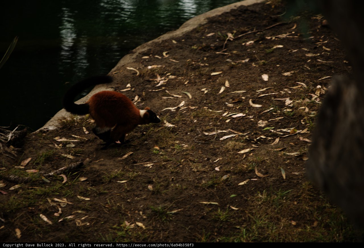 Day Out at the San Francisco Zoo: The Red Ruffed Lemur