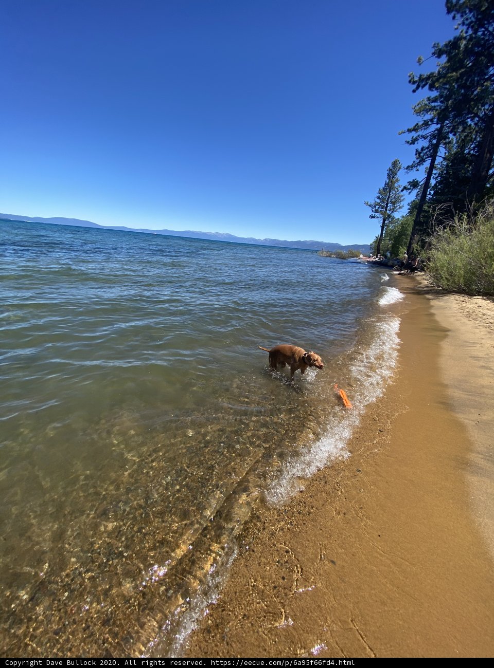 A Golden Retriever's Beach Adventure