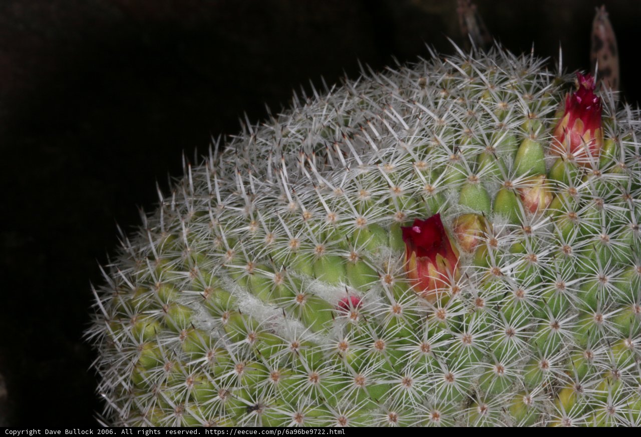 The Crimson Beauty of a Cactus Blossom