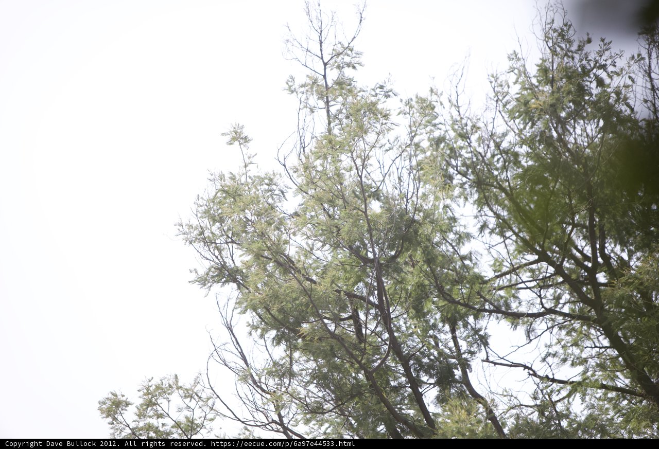 Flight Above the Tree