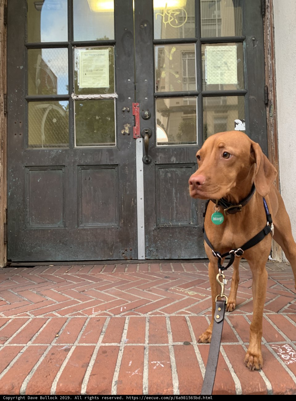 Brown Vizsla on Brick Path