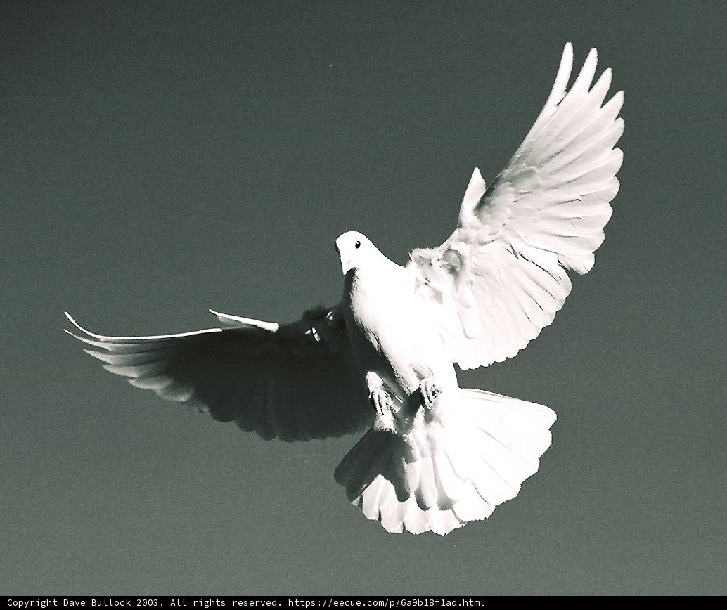 Soaring Serenity