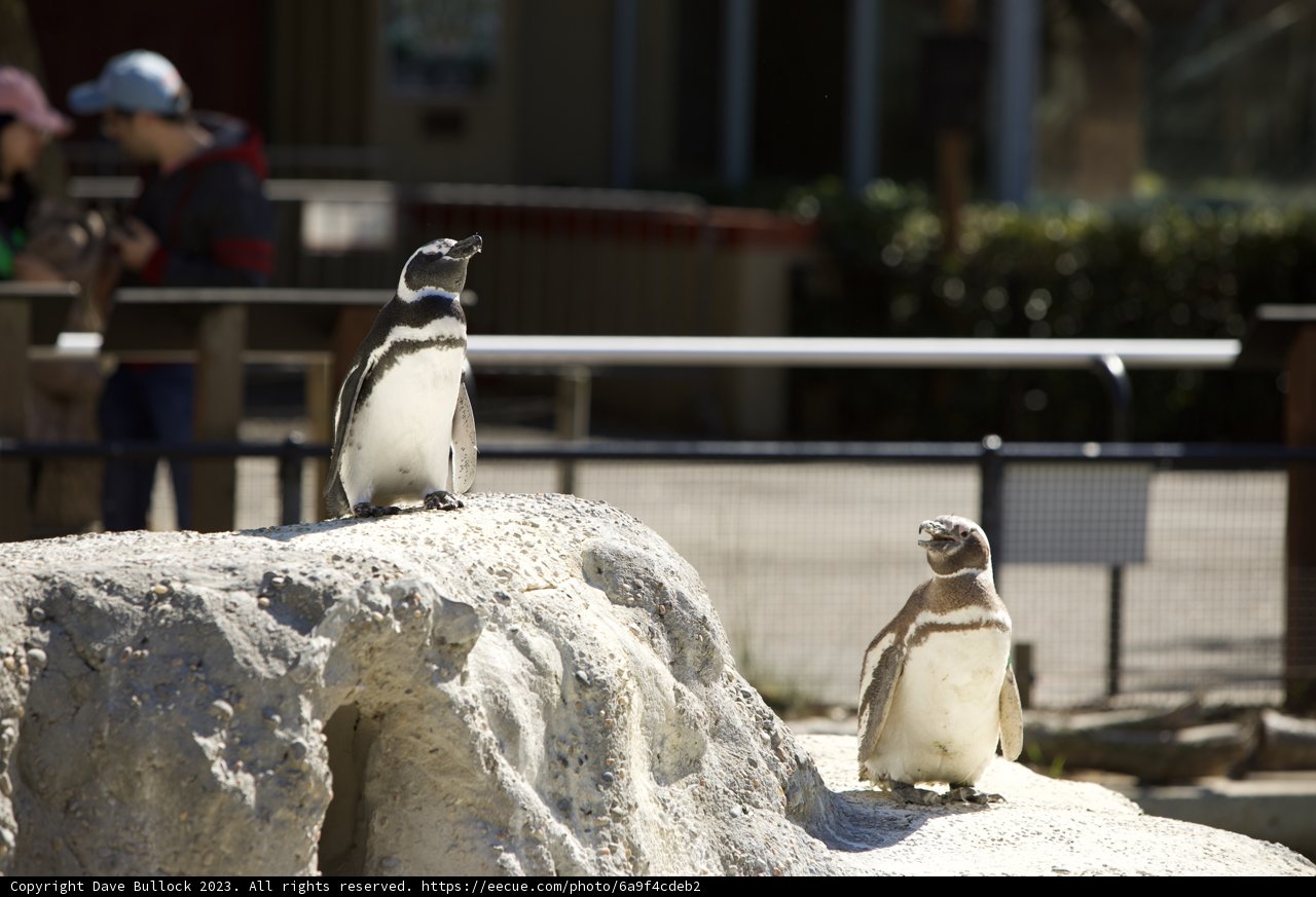 Penguin Pals at SF Zoo
