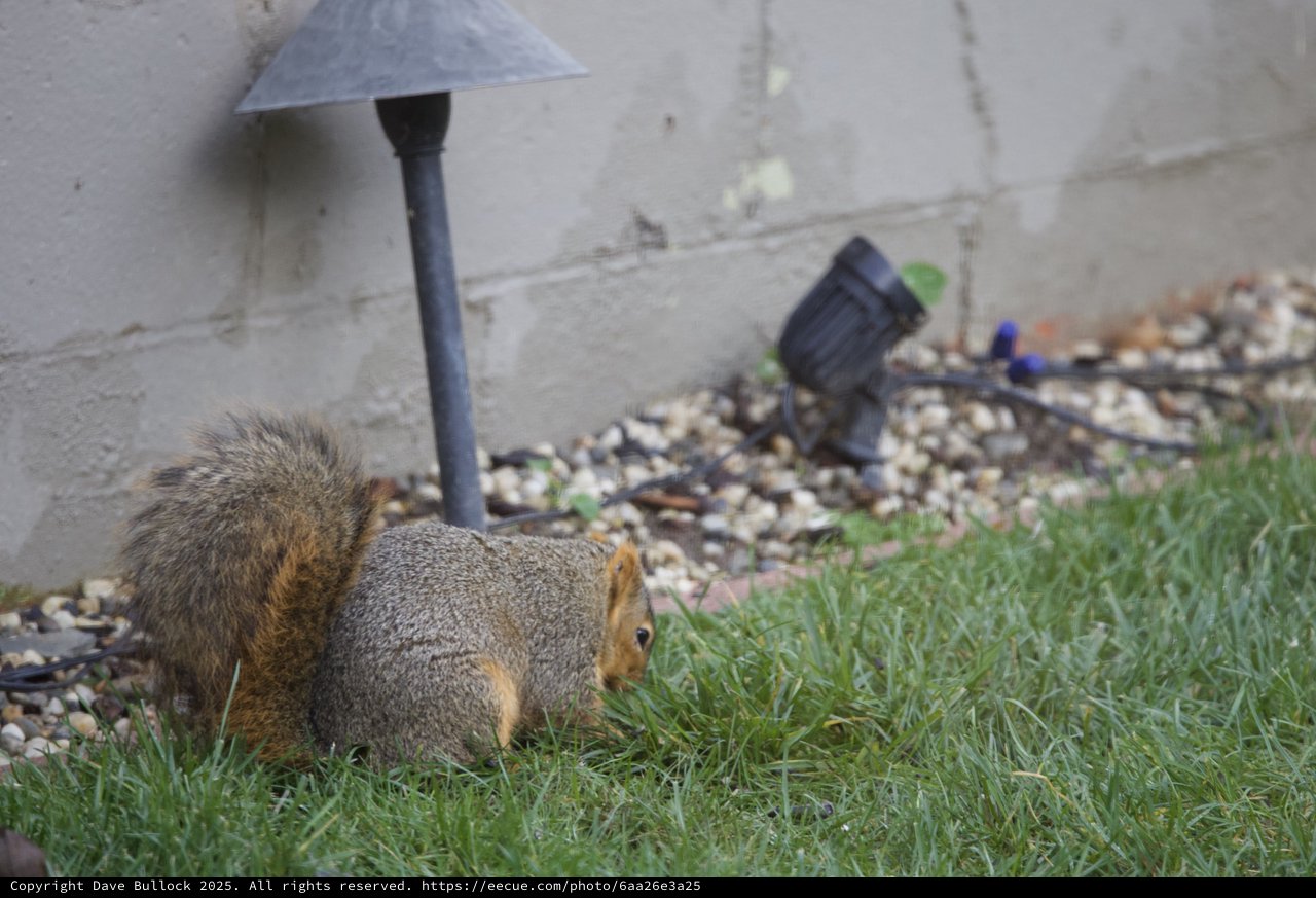 Fox Squirrel Foraging on Suburban Lawn