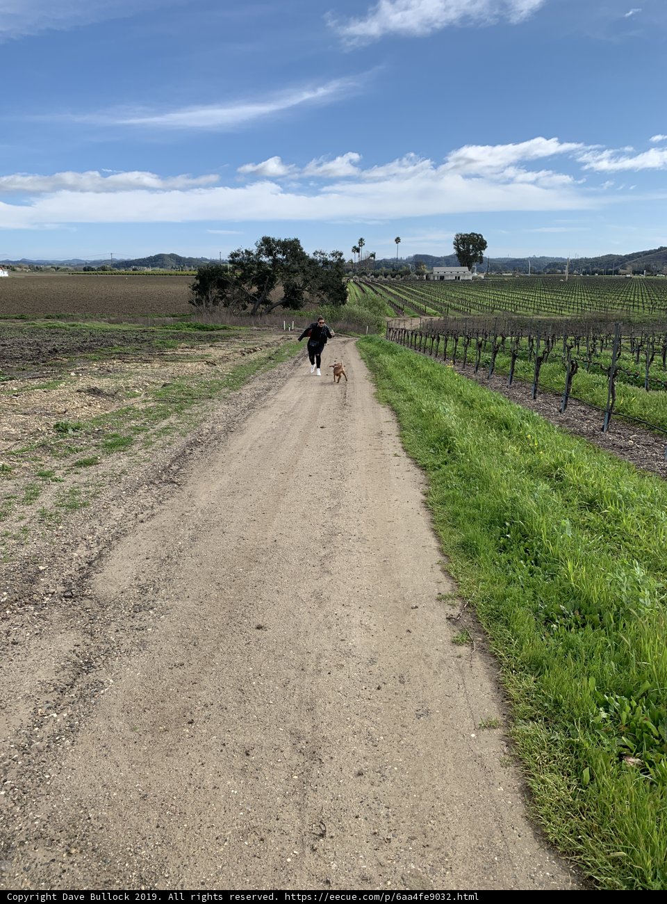 Nature Walk with Man's Best Friend