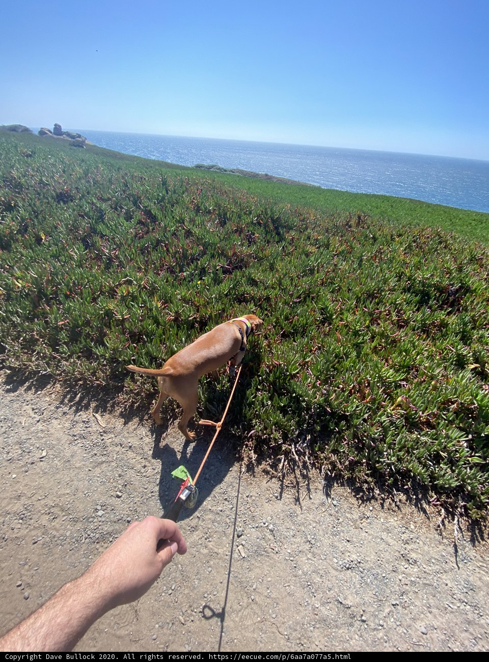 Canine Walk in Jenner