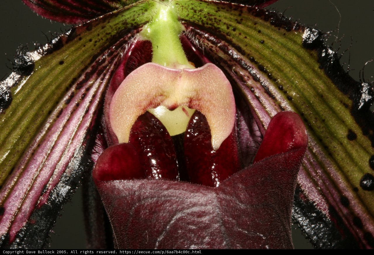 The Alluring Open Mouth of an Orchid