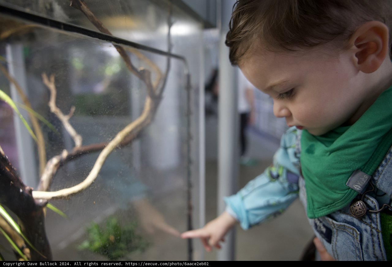 A Child's Fascination: Reptiles of the Rainforest