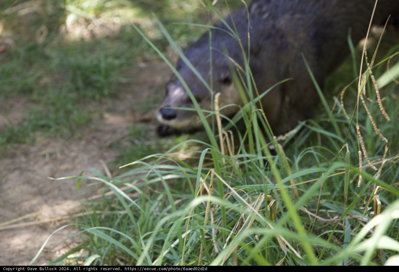 Hidden in the Grass