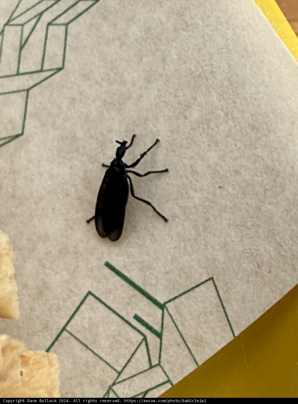 Interlude with a Bug