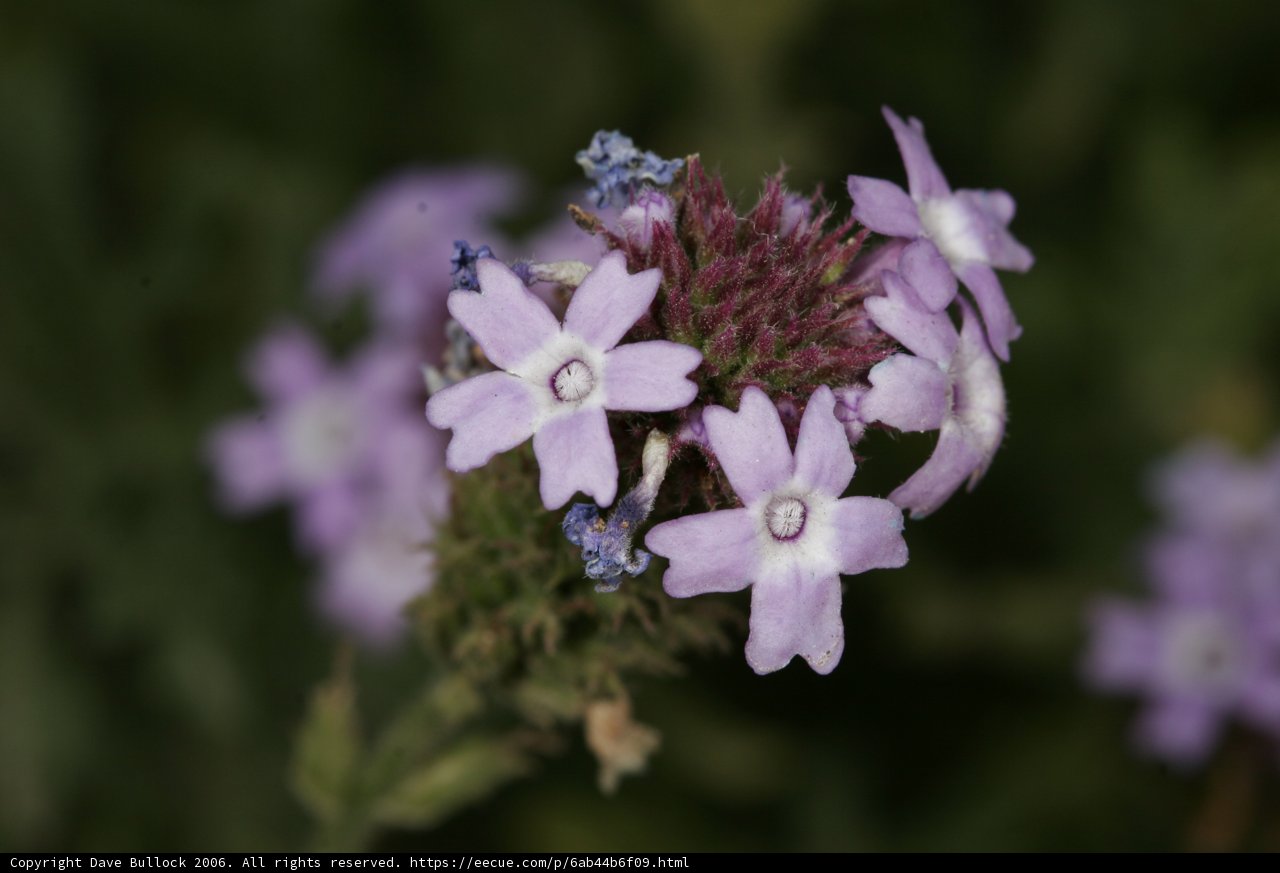 Purple Snapdragons with White Centers