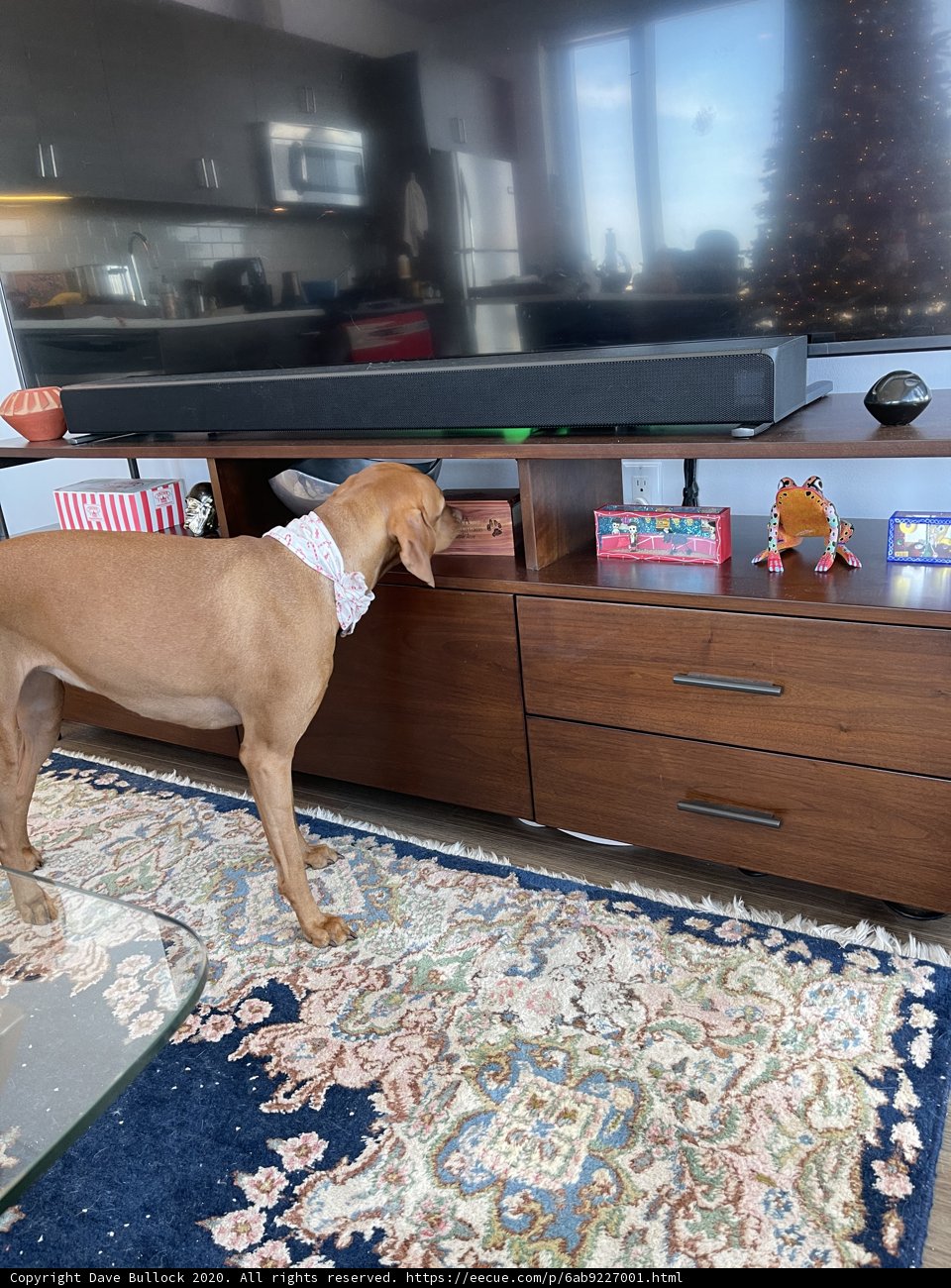 Canine Entertainment