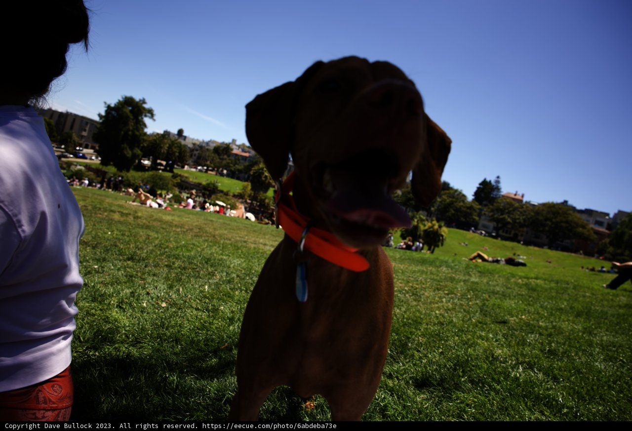 Golden Day at Delores Park