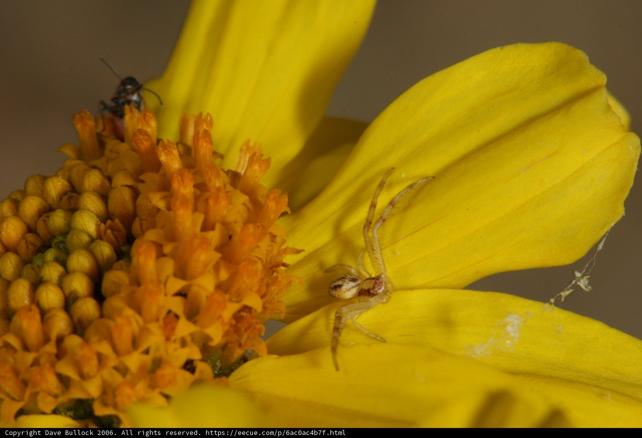 Arthropod Gathering on Yellow Daisy