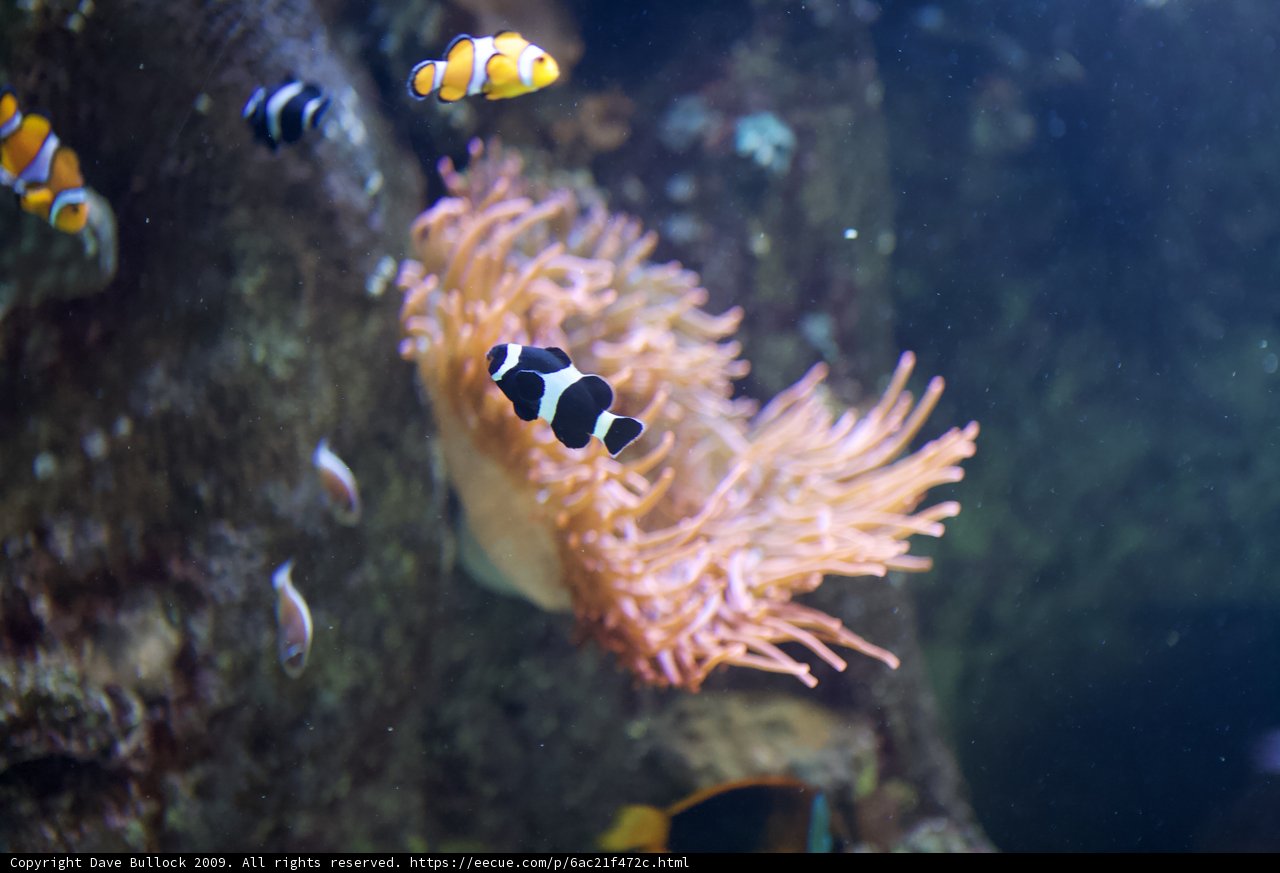 Aquatic Life in the Penelope Aquarium