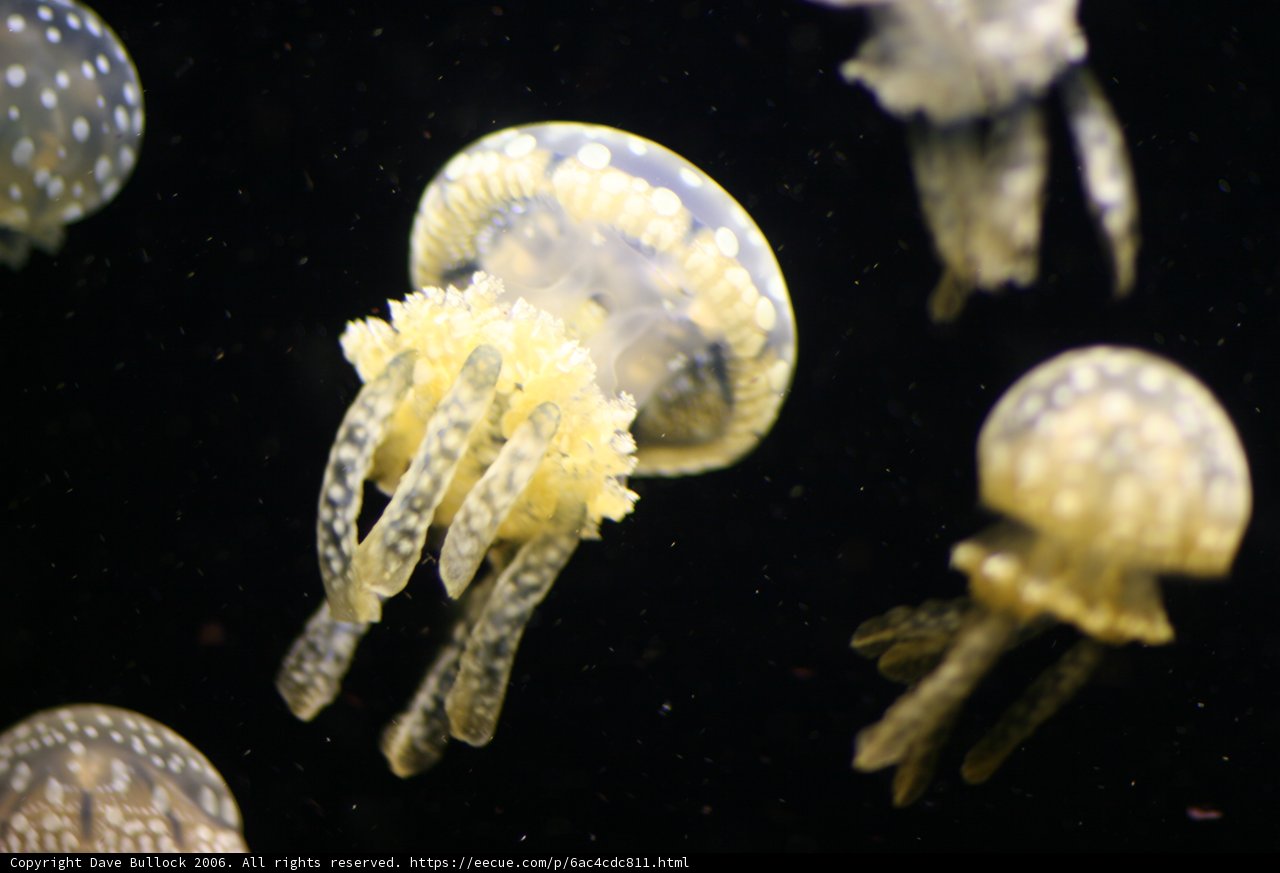A Mesmerizing Jellyfish Ballet