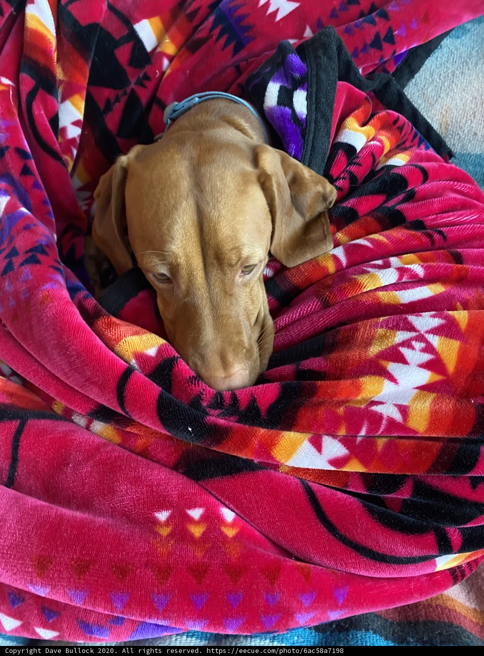 Cozy Vizsla Puppy Dreams