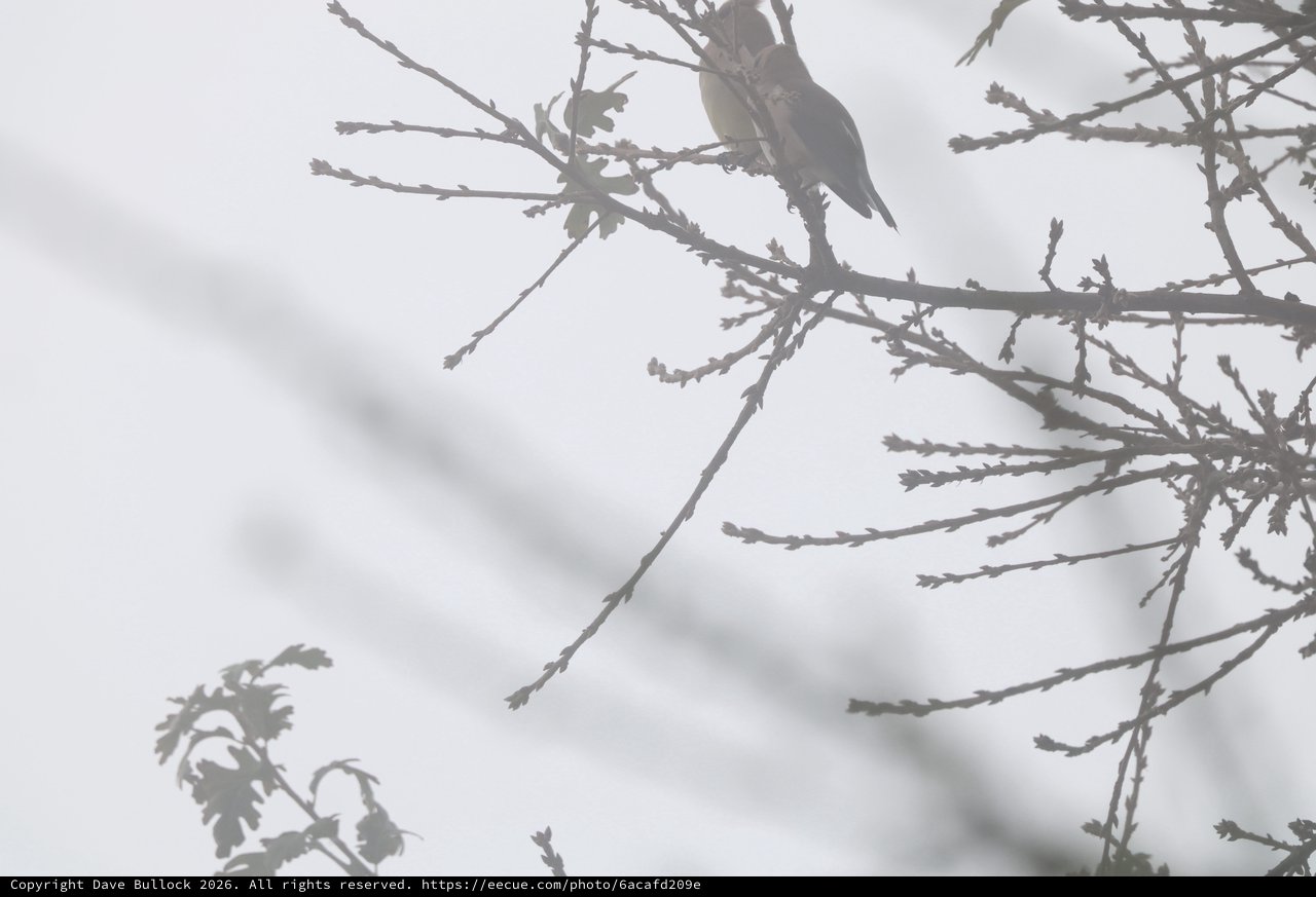 Bird Perched on Winter Branch in Foggy Conditions