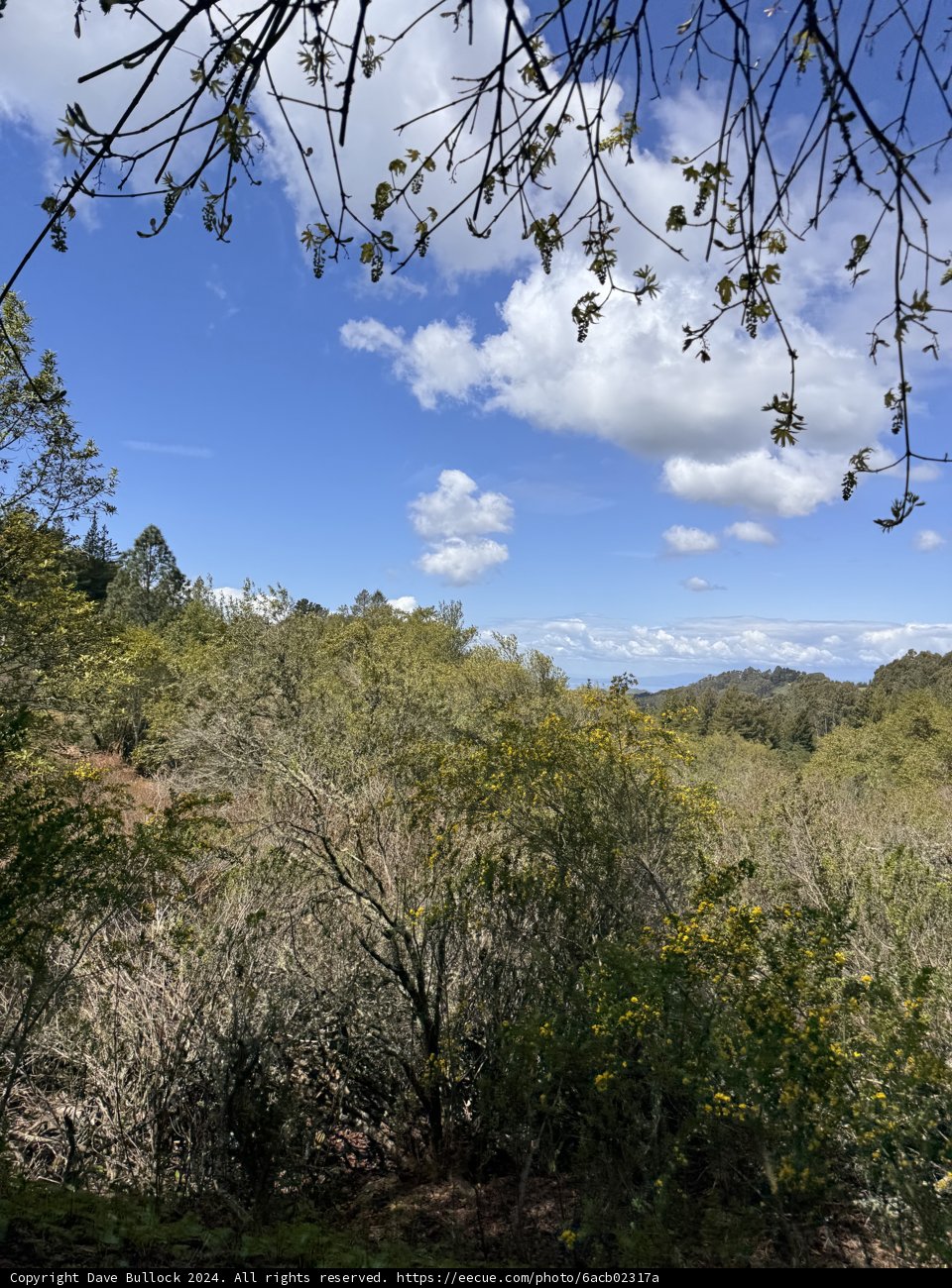 Tranquil Tilden Skies
