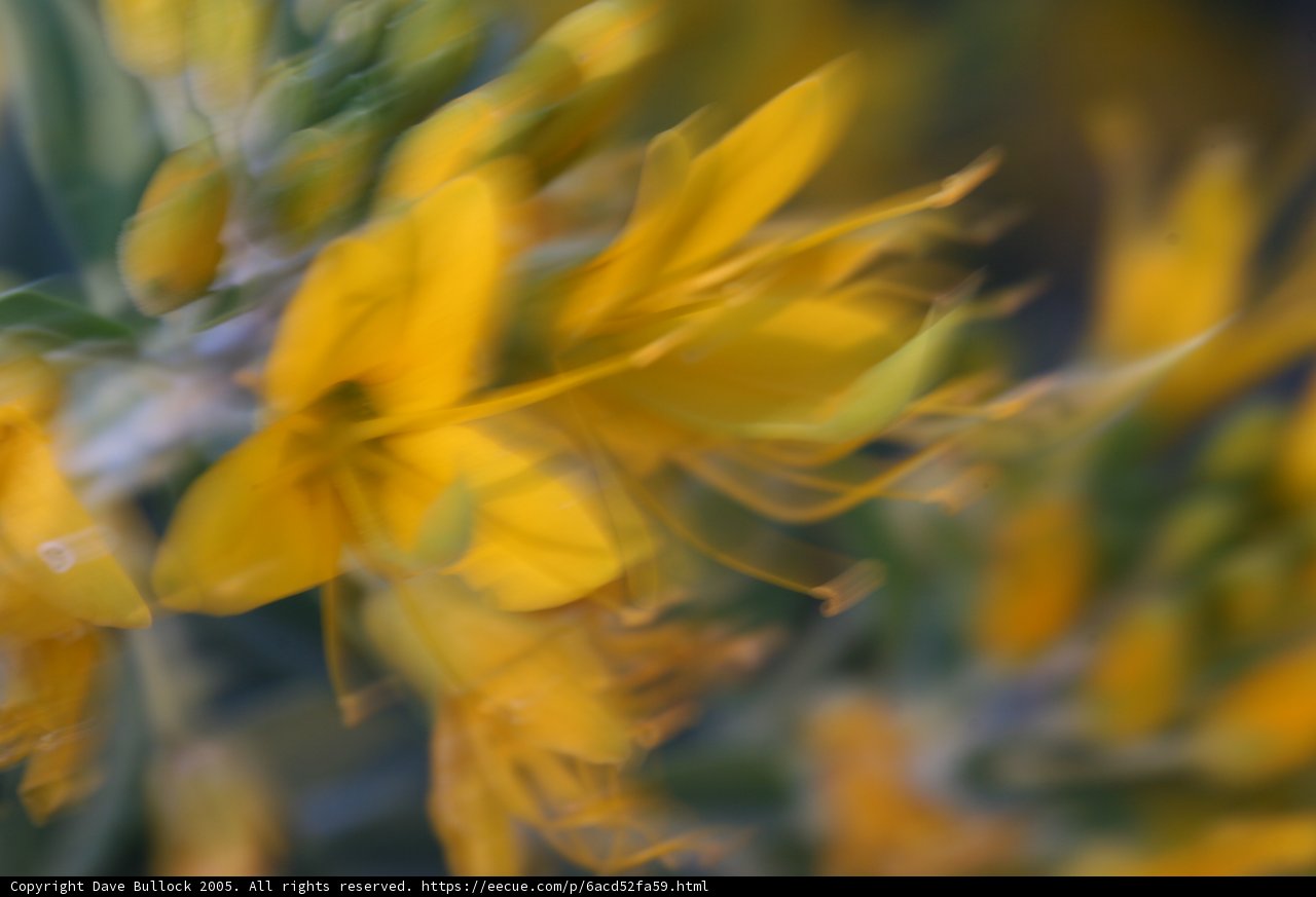 Yellow Lily Dancing in the Wind