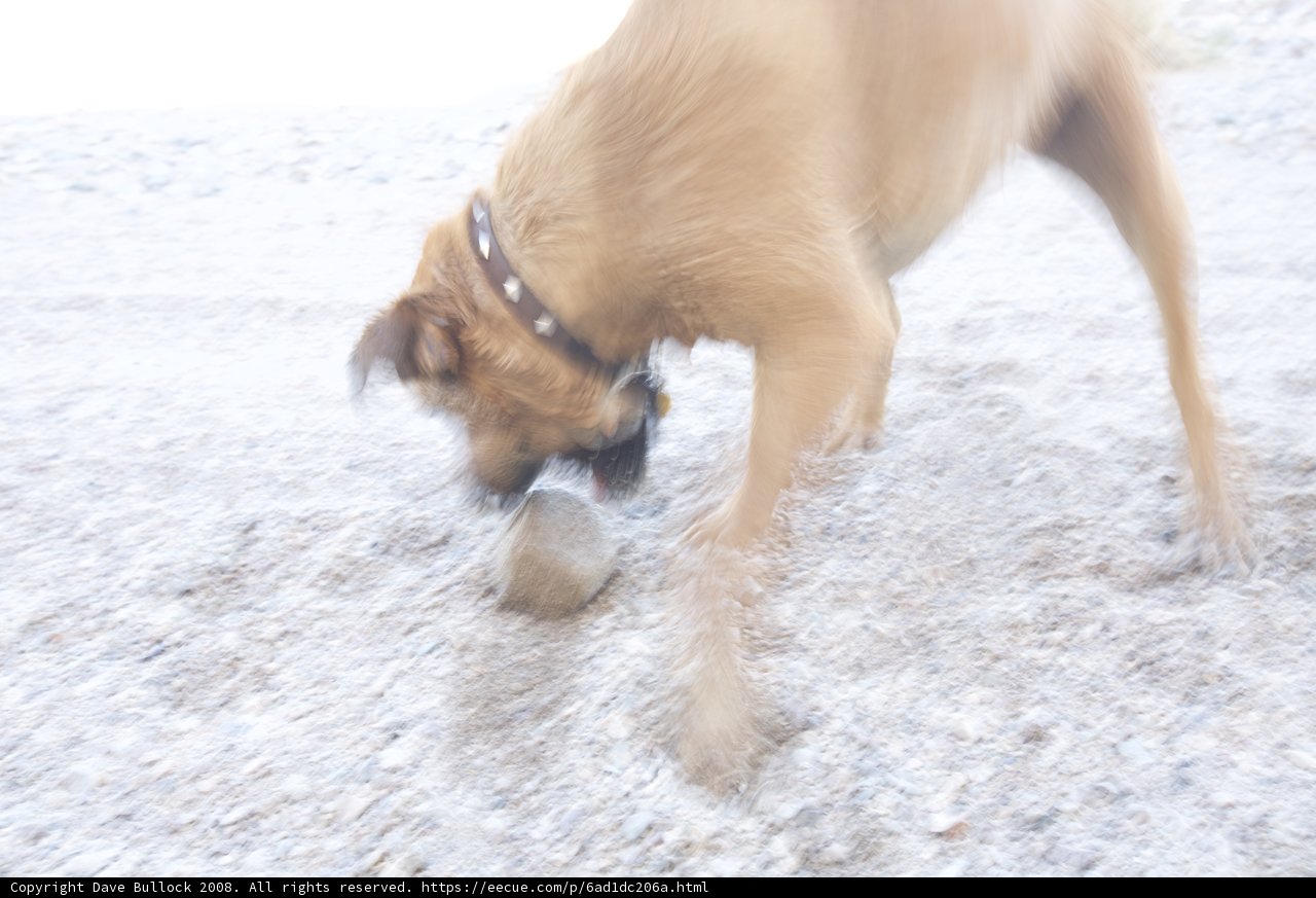 Playful Pup in the Desert