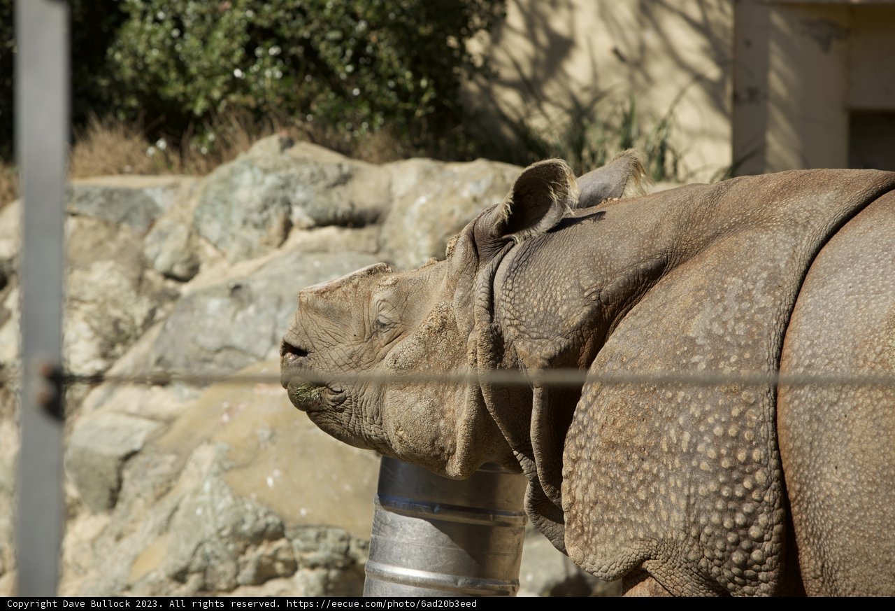 A Majestic Encounter at SF Zoo