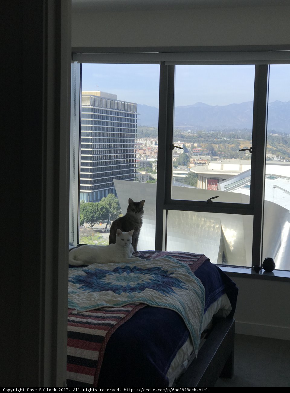 The Feline Housemate
