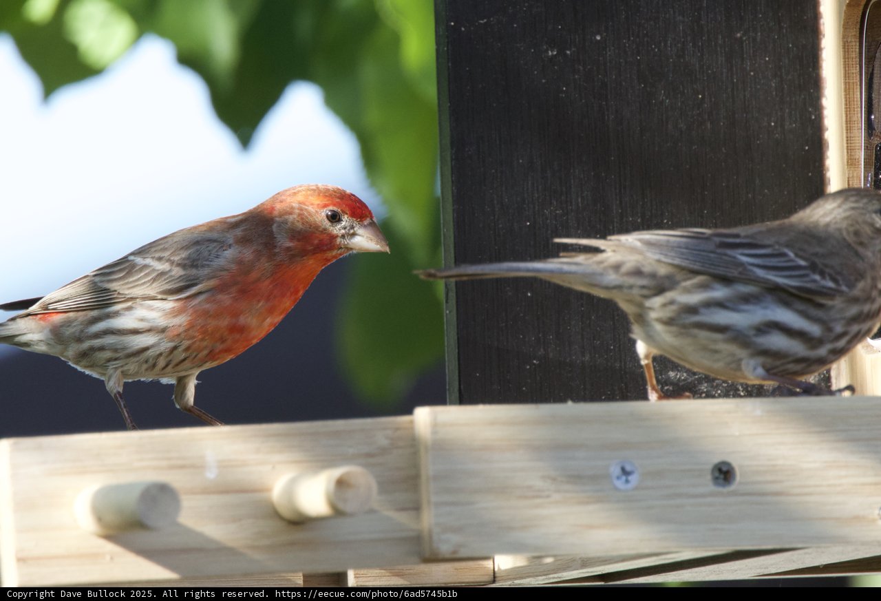 Feathered Companions