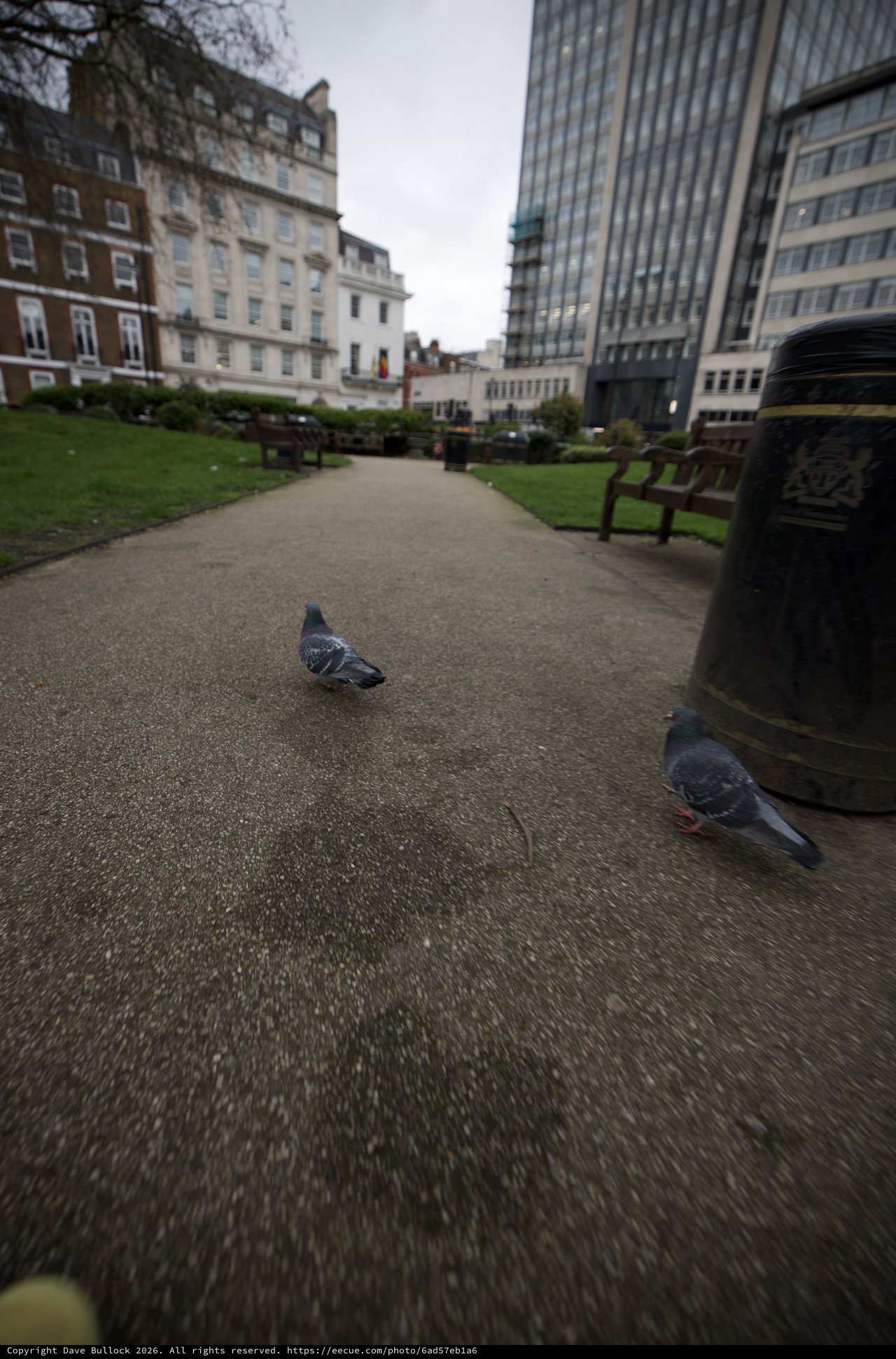 Pigeons on a Wet Path in Urban London Park