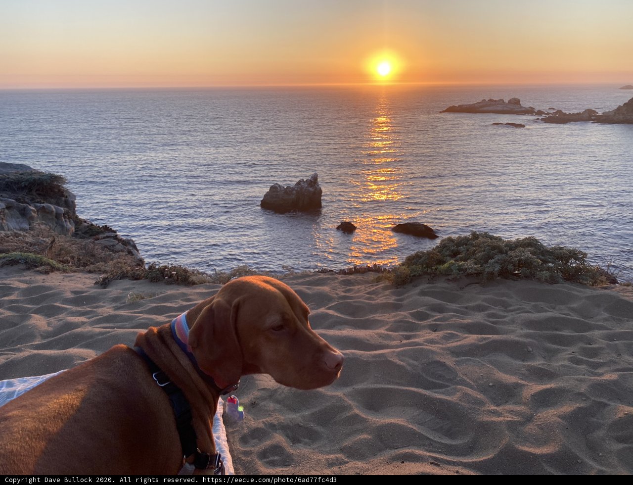 Canine at Sunset