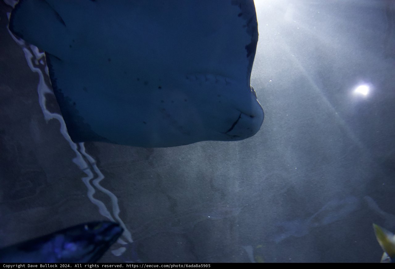 Captivating Underwater Journey