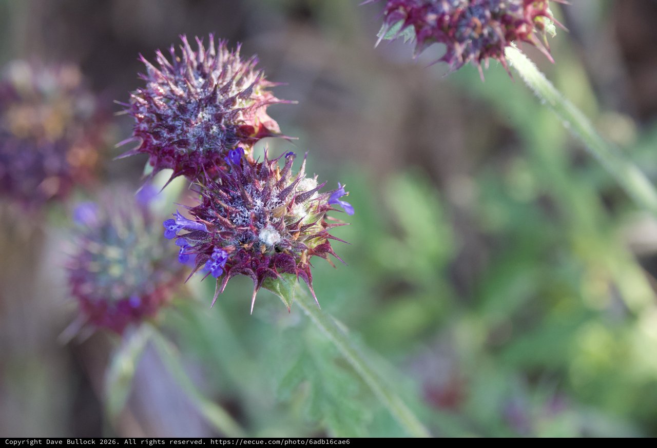Spiny Purple Sage Blooms on Mount Diablo